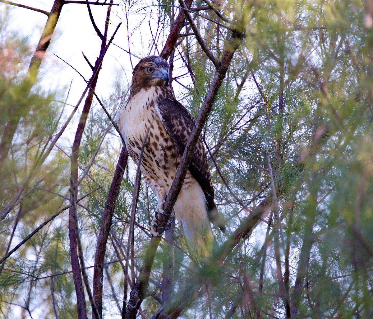 Red-tailed Hawk - ML646705193