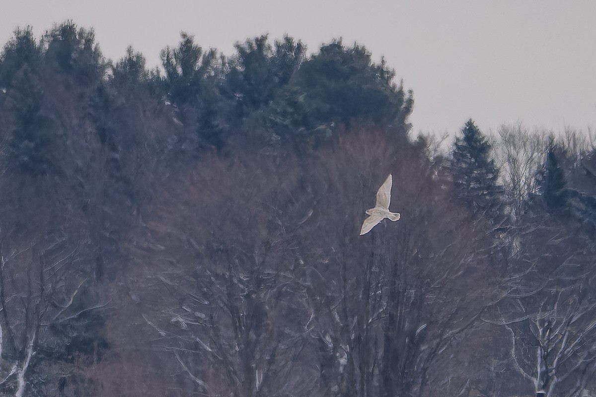 Gaviota Groenlandesa - ML646705195