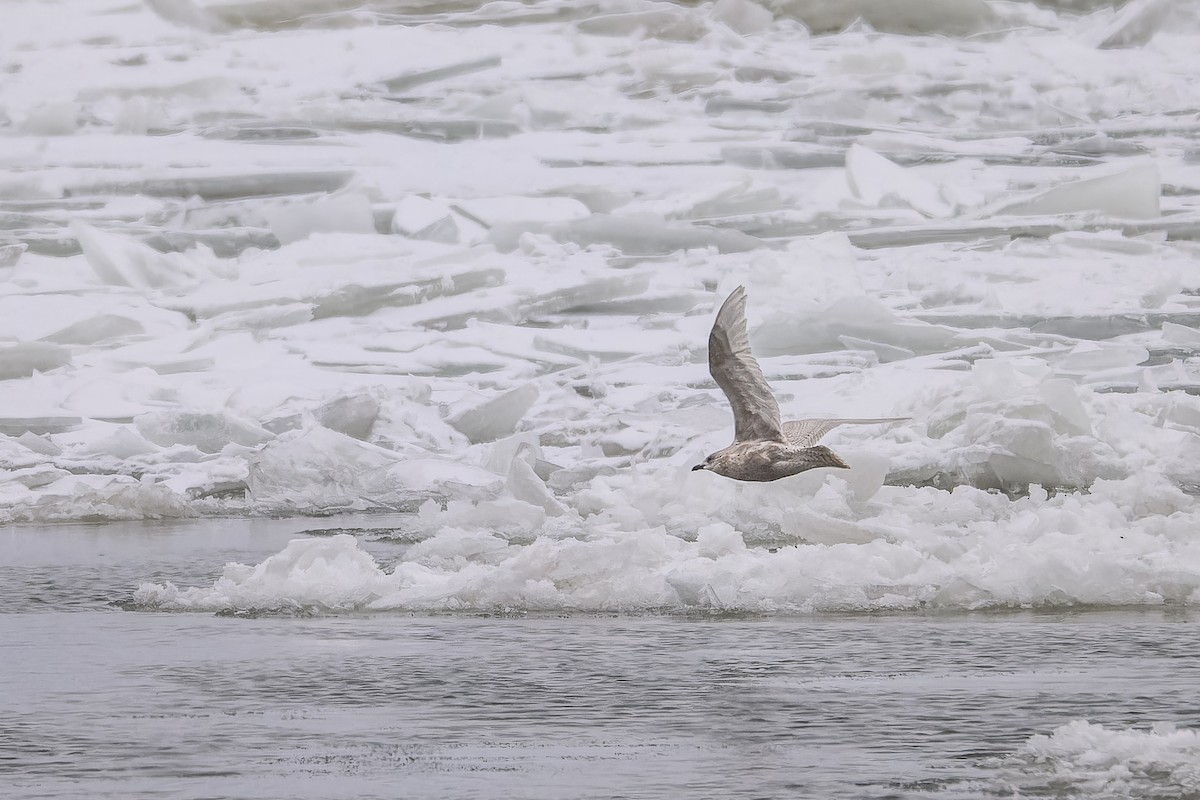 Gaviota Groenlandesa - ML646705196
