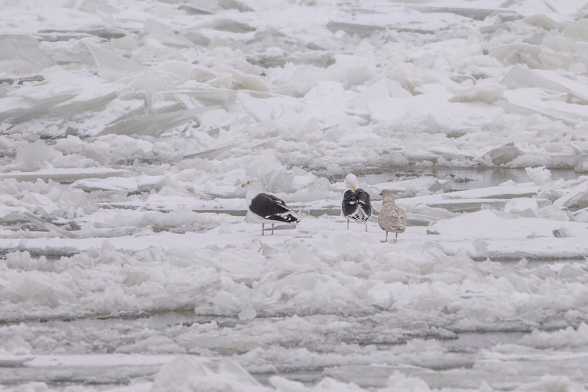 Gaviota Groenlandesa - ML646705197