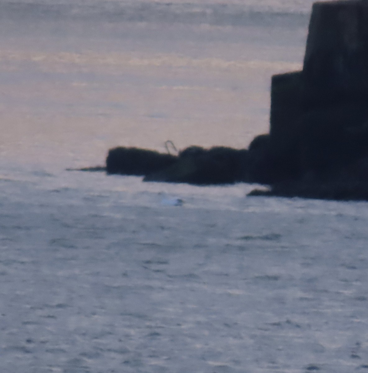 Snow Goose - ML646705198