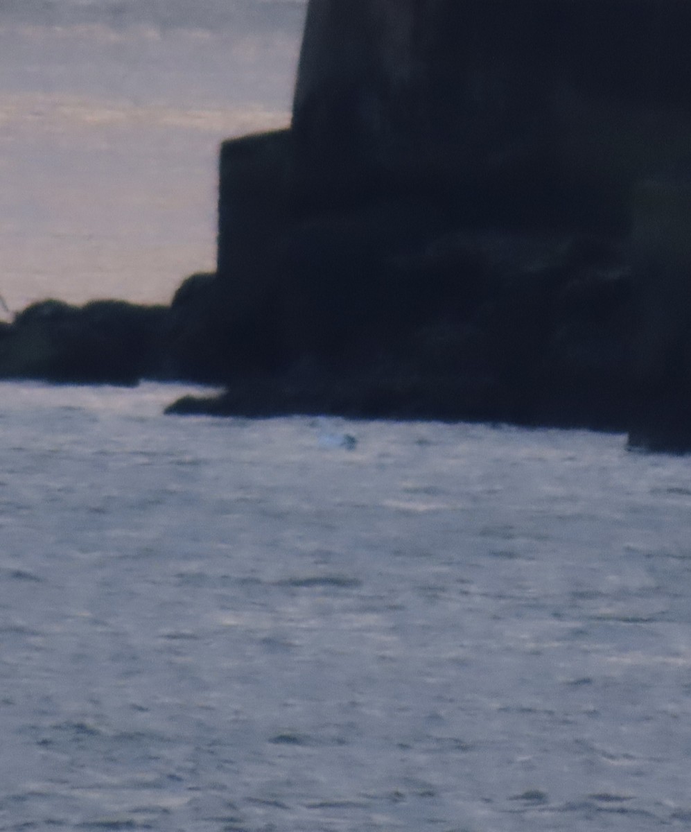 Snow Goose - ML646705199