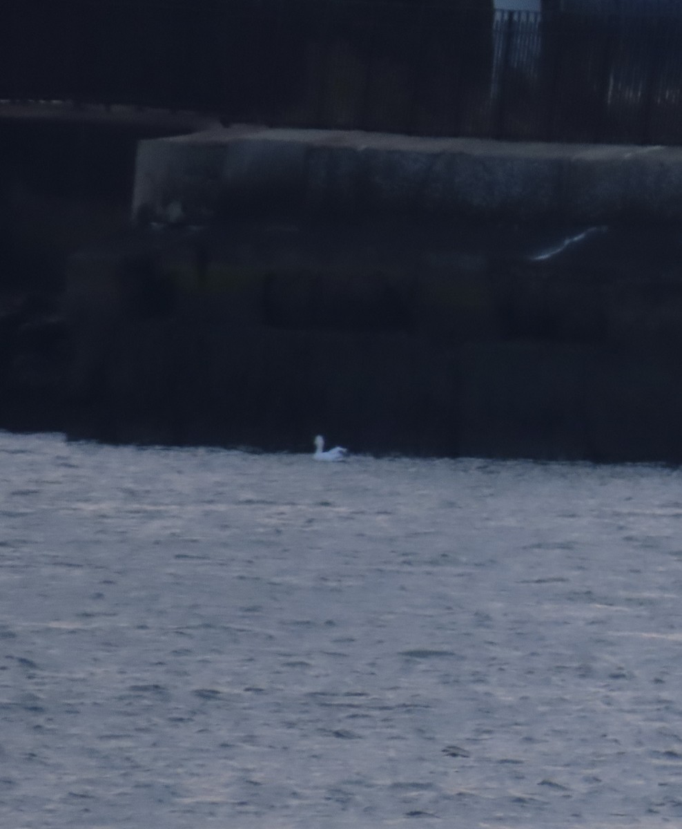 Snow Goose - ML646705200