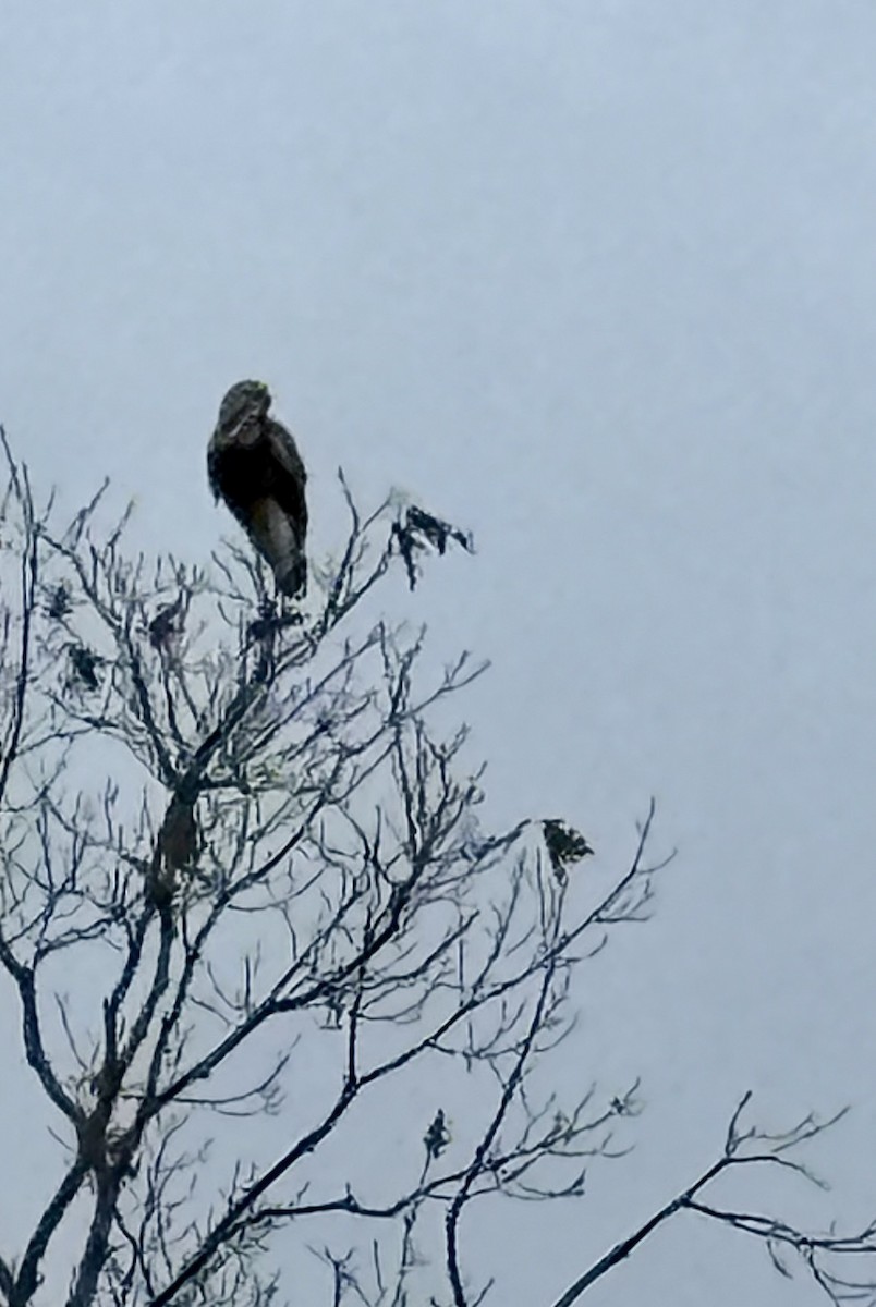 Rough-legged Hawk - ML646705206