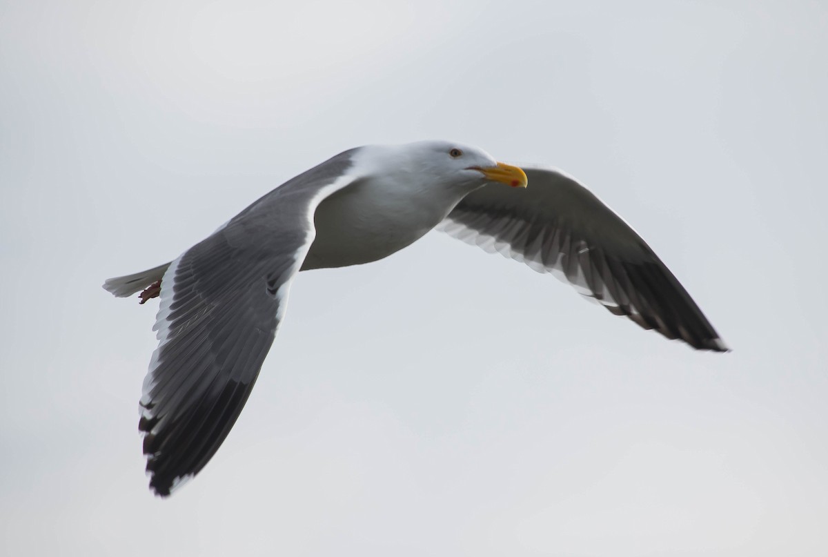 Western Gull - ML646705207
