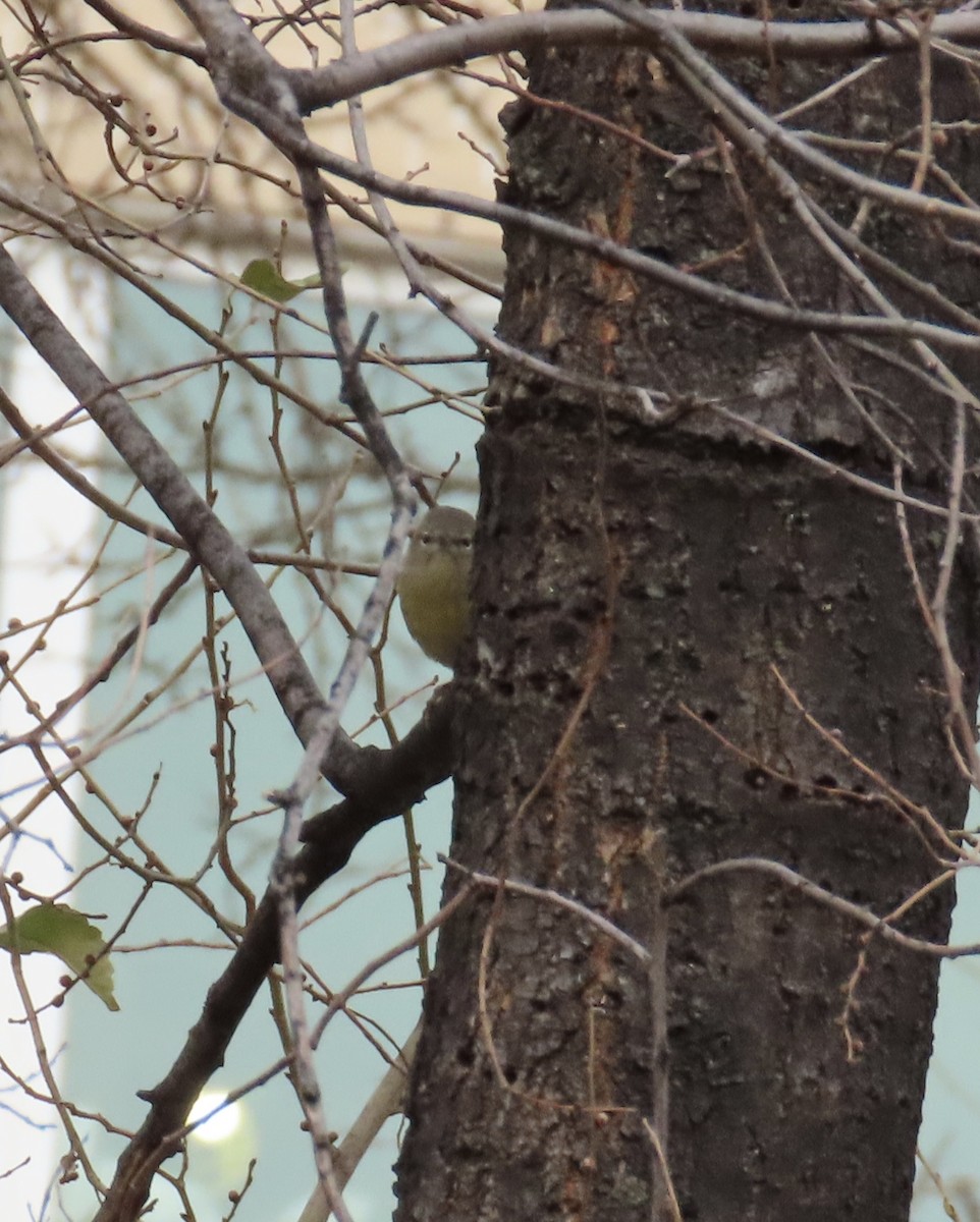 Orange-crowned Warbler - ML646705212