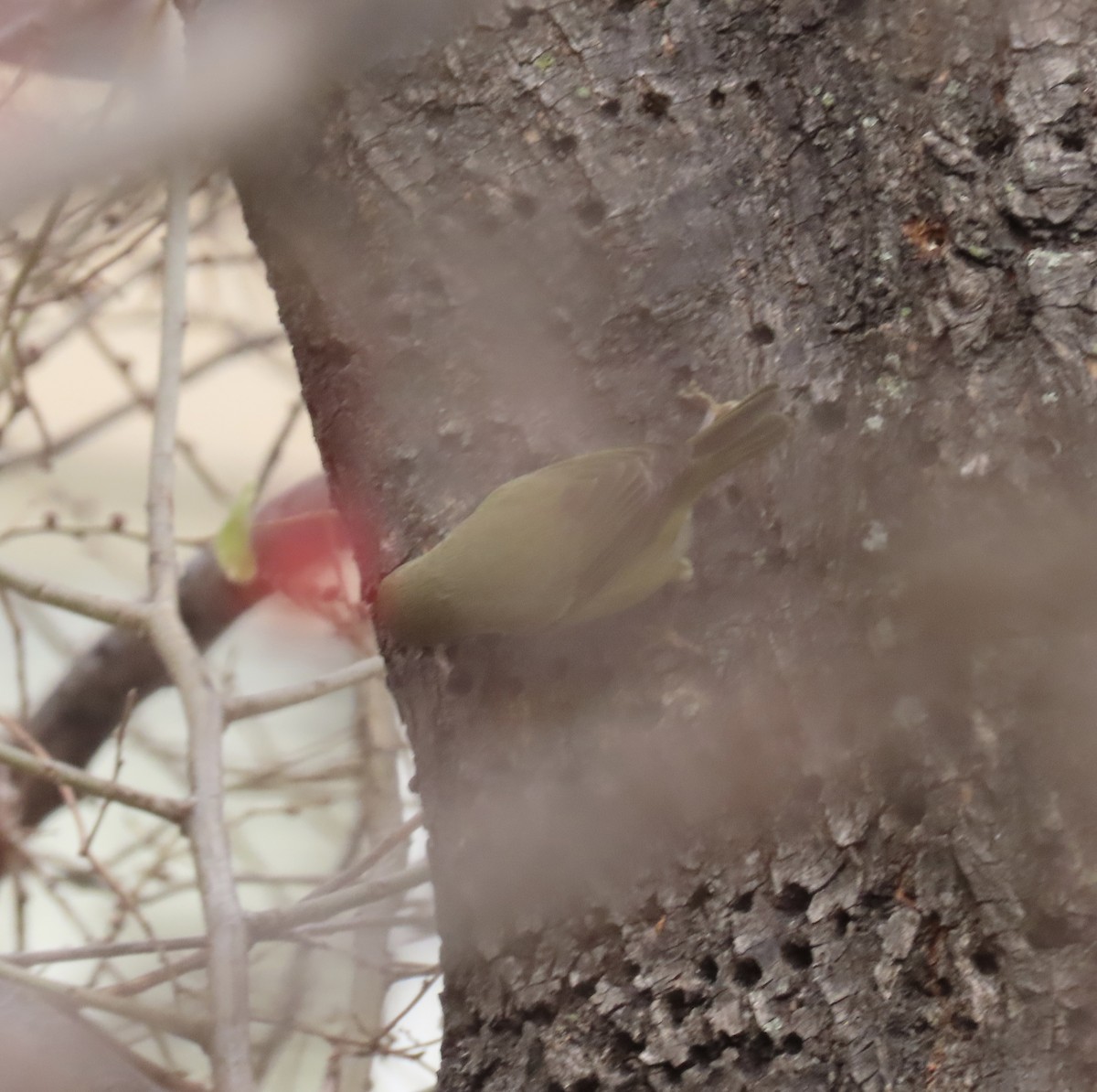 Orange-crowned Warbler - ML646705213