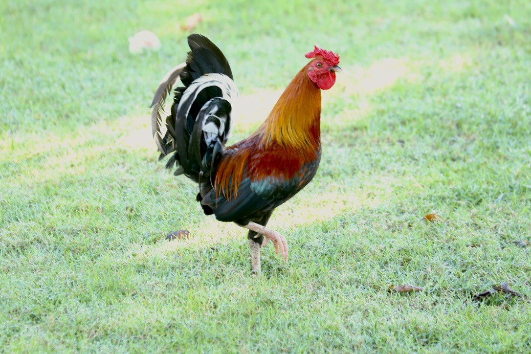 Red Junglefowl (Domestic type) - ML646705214