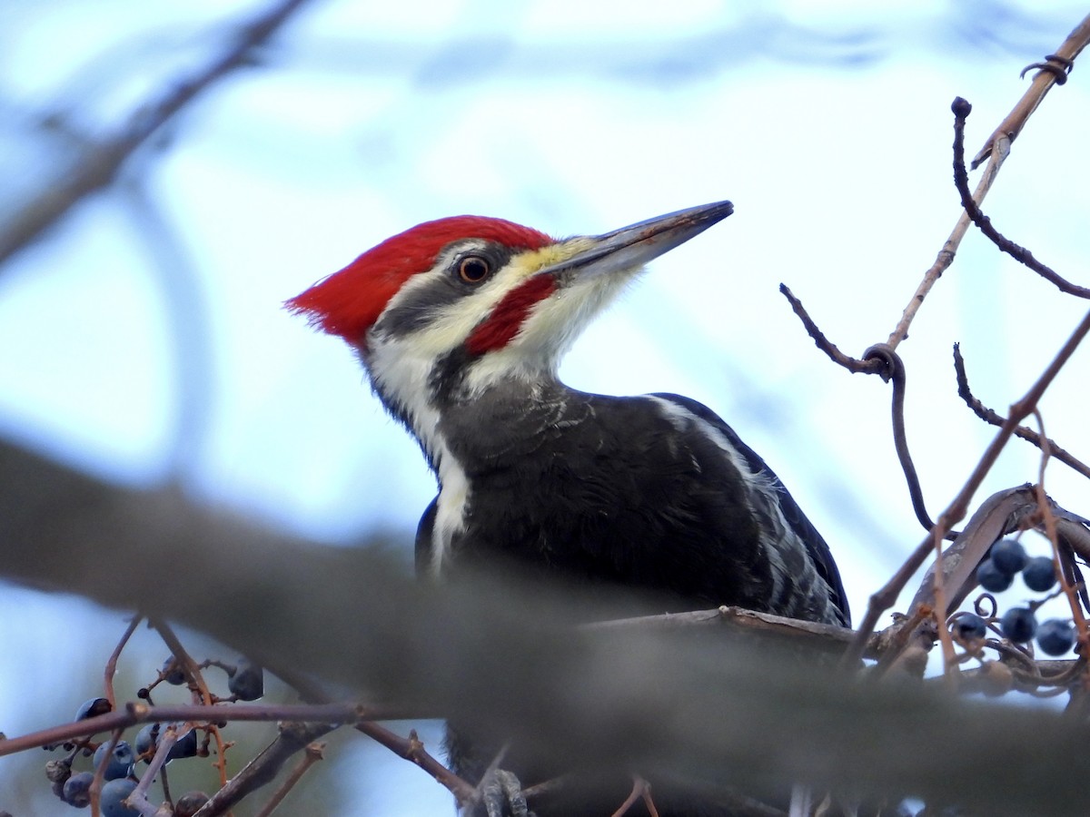 Pileated Woodpecker - ML646705215