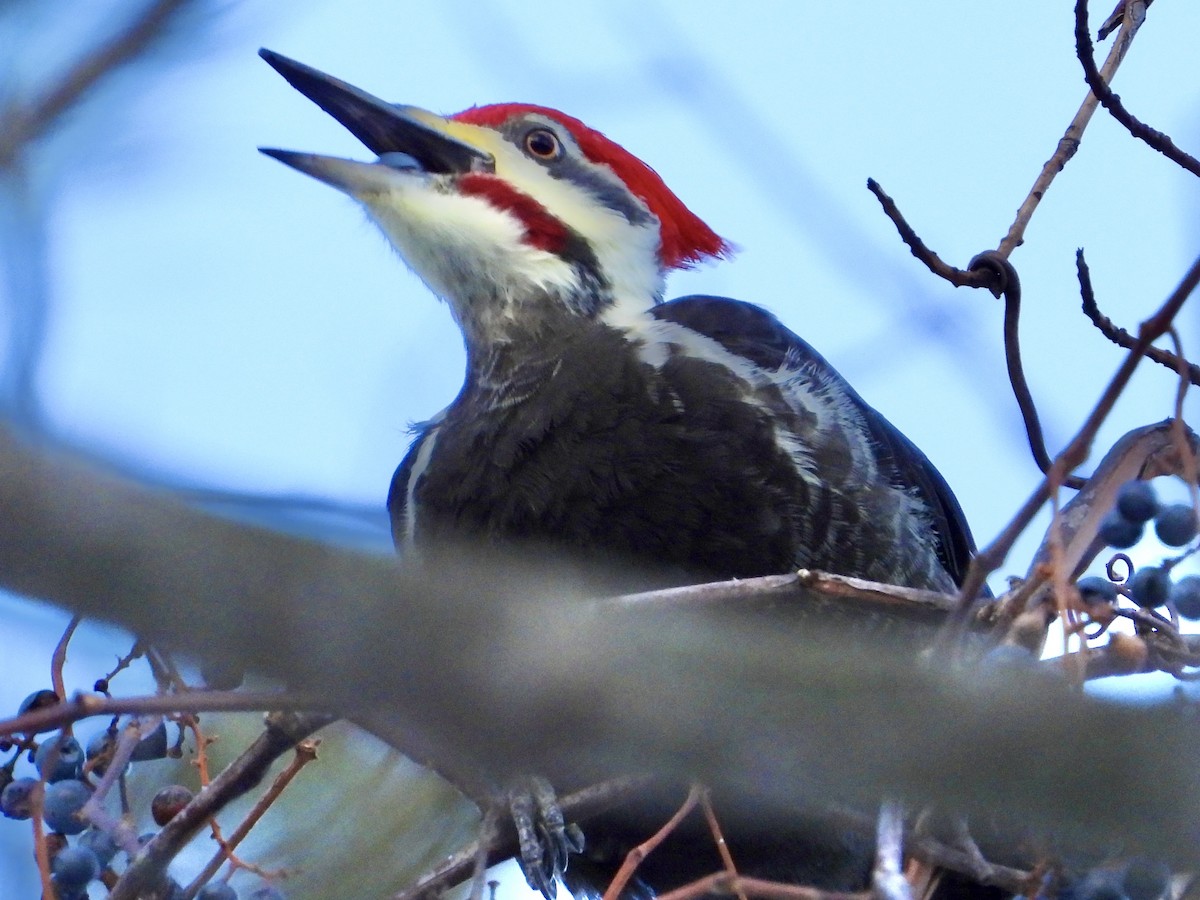 Pileated Woodpecker - ML646705216