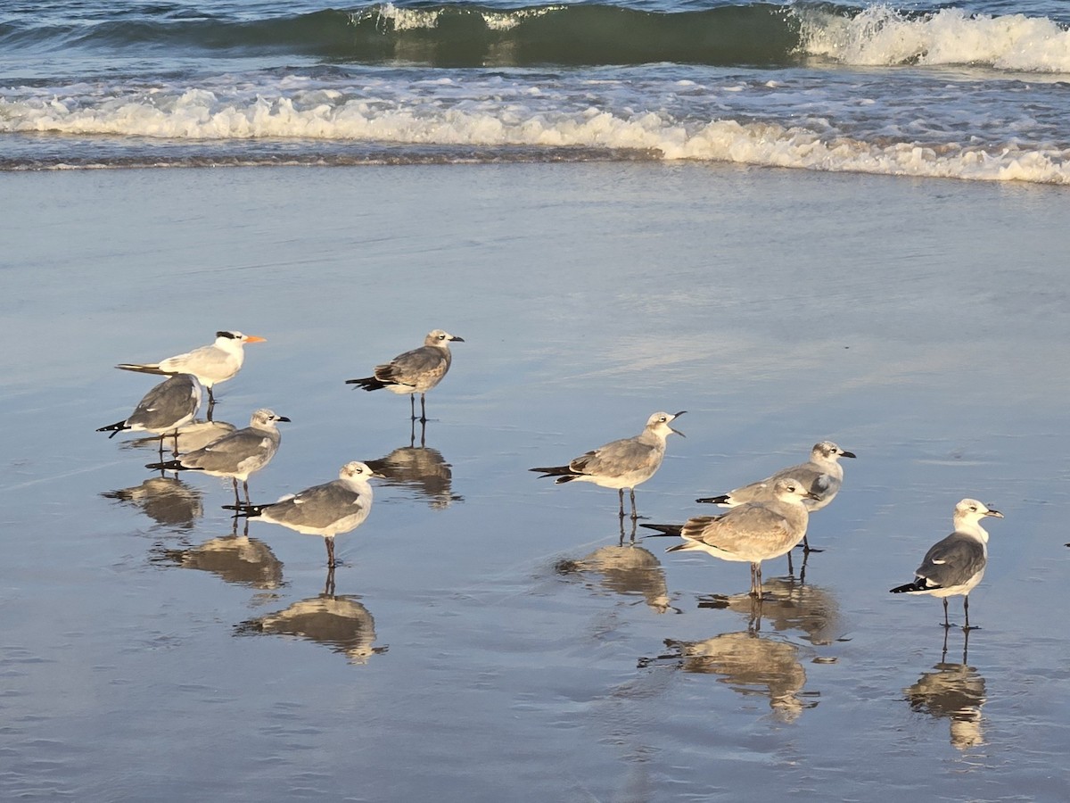 Gabbiano sghignazzante - ML646705218