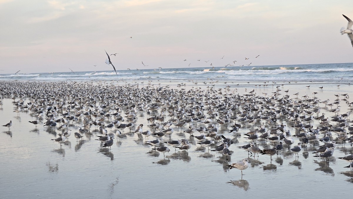 Gabbiano sghignazzante - ML646705219