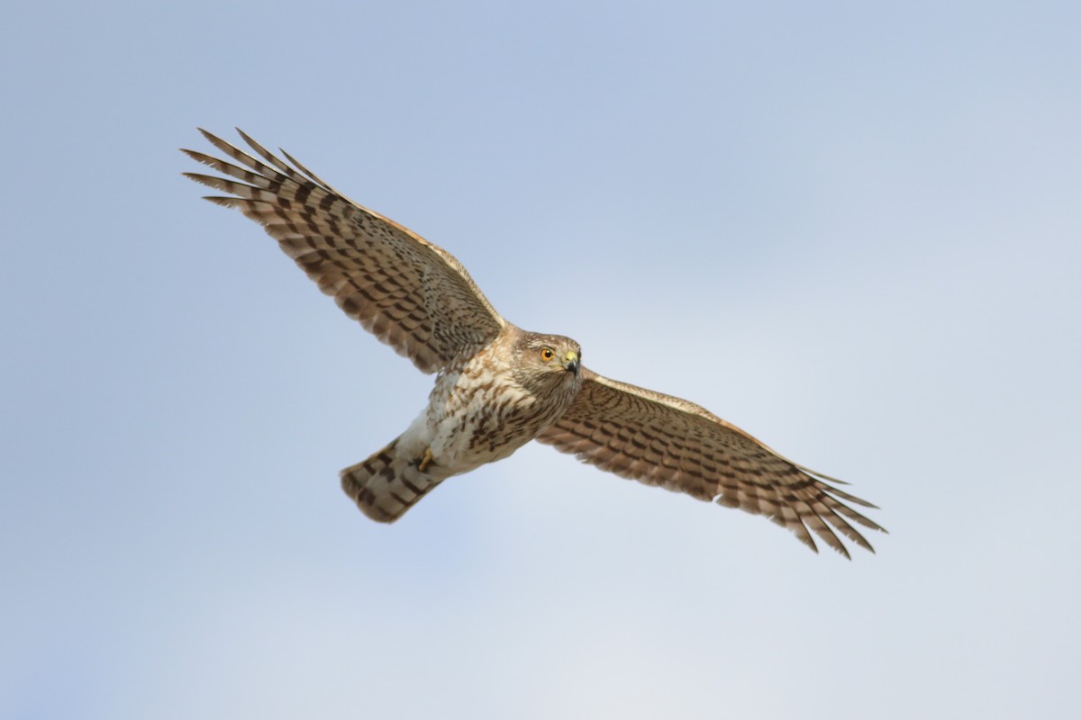 Sharp-shinned Hawk - ML646705220