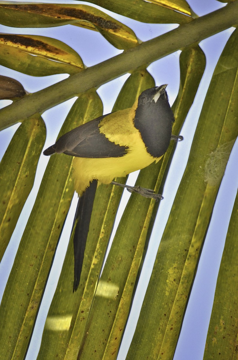 Yellow-backed Oriole - ML646705221
