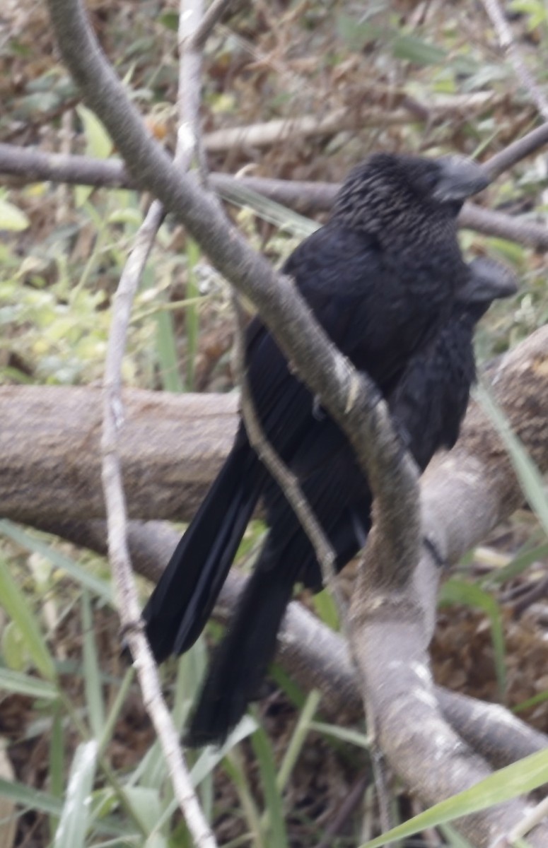 Smooth-billed Ani - ML646705222