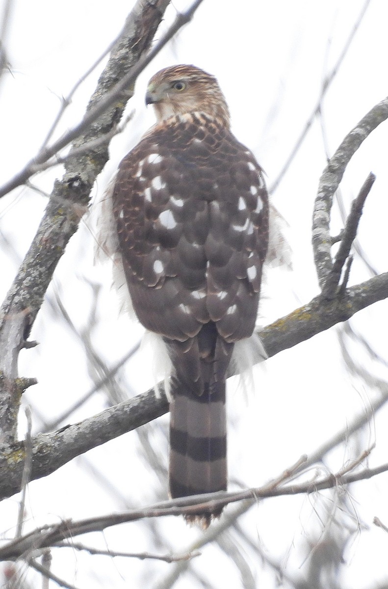 Gavilán de Cooper - ML646705223