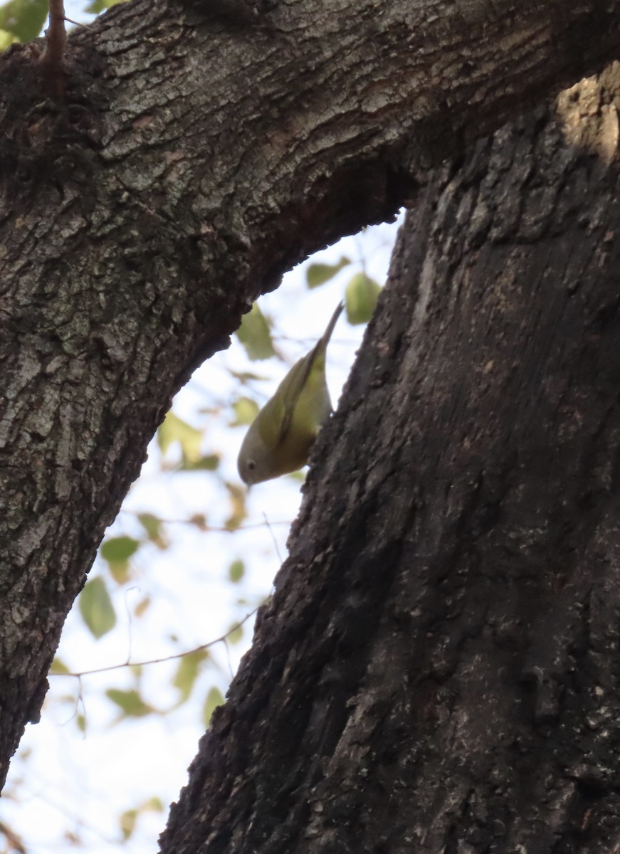 Nashville Warbler - ML646705225