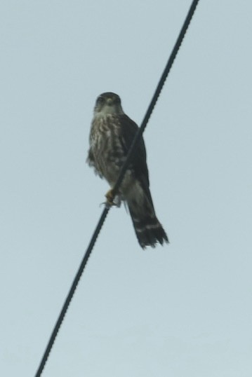 American Kestrel - ML646705227