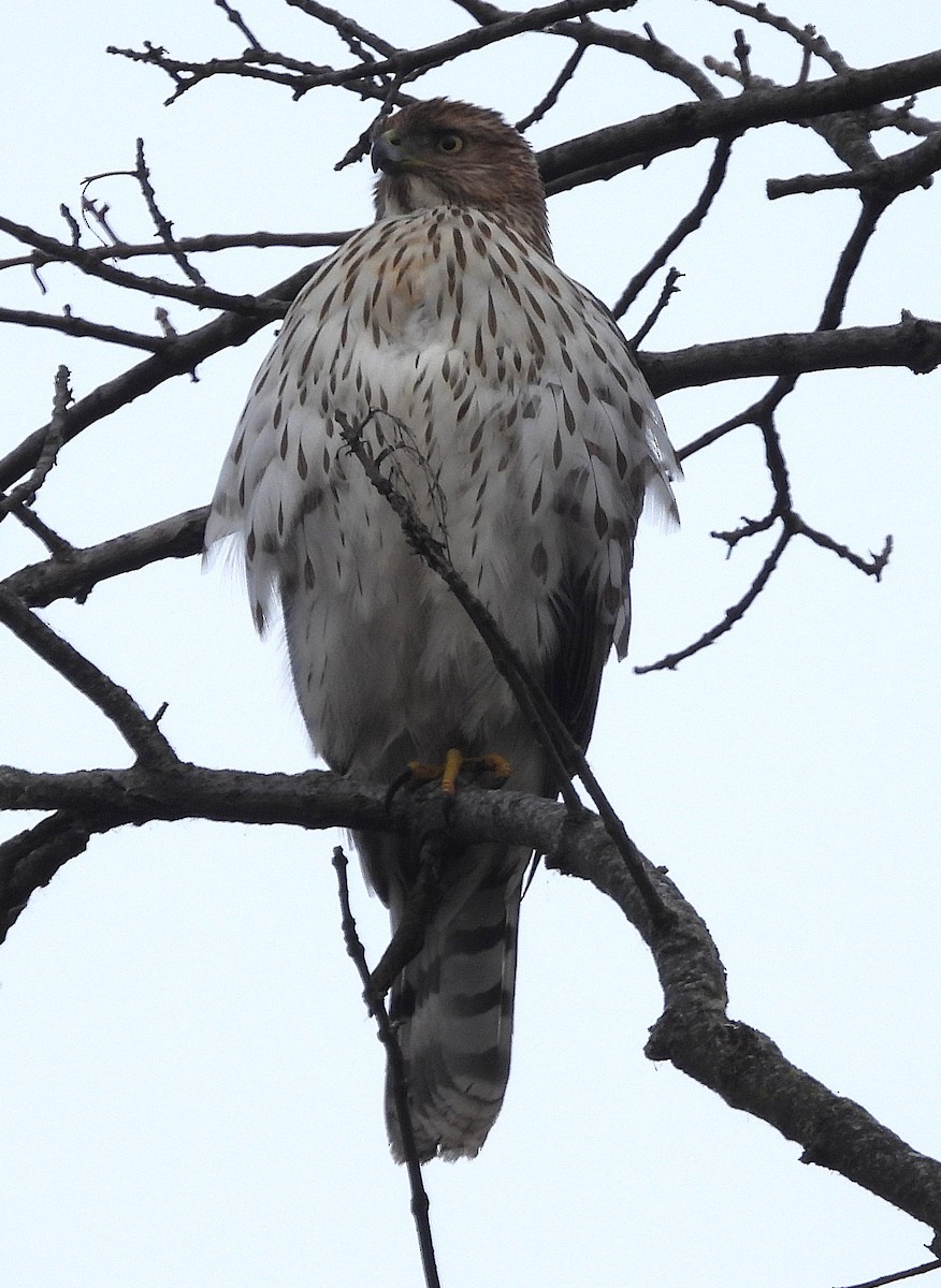 Gavilán de Cooper - ML646705229