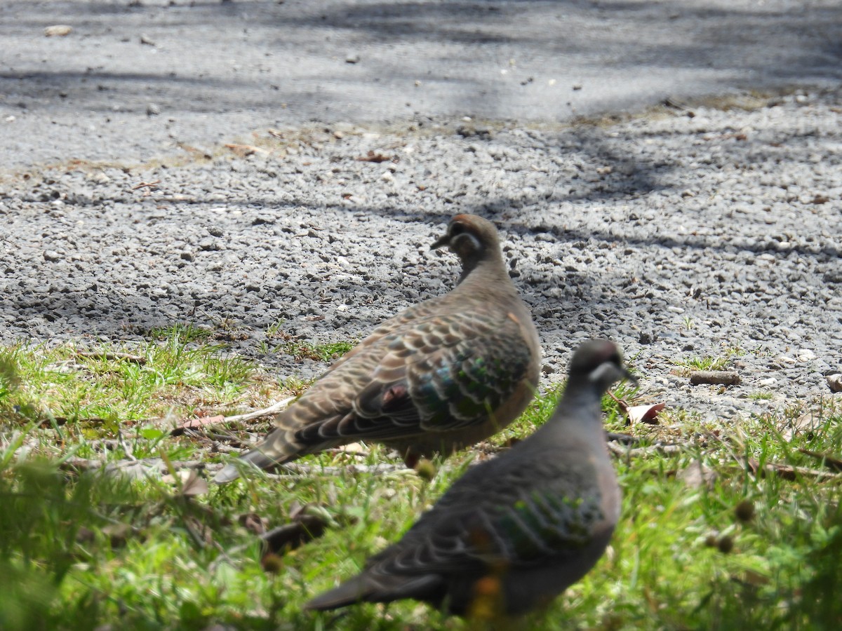 Sürmeli Bronz Kumru - ML646705230