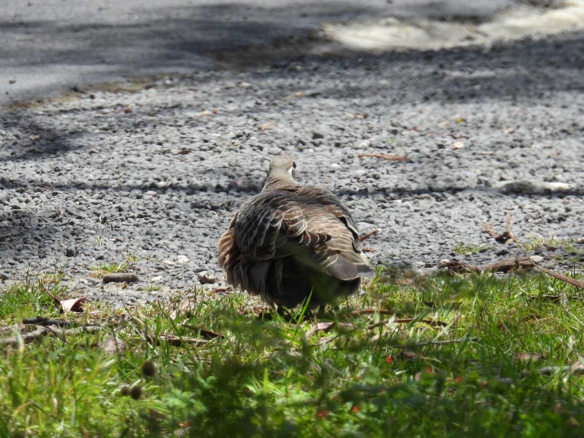 Sürmeli Bronz Kumru - ML646705231