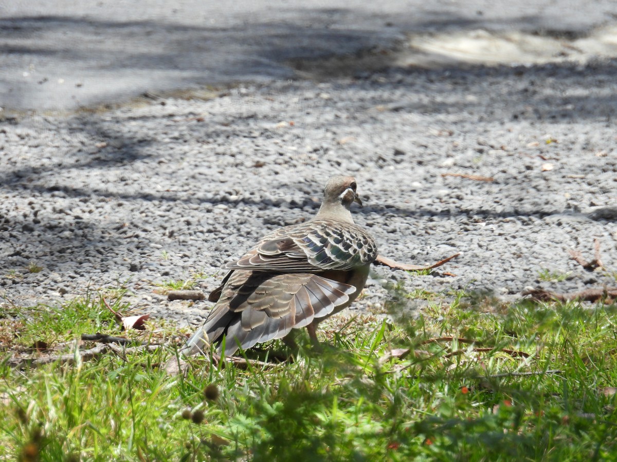 Sürmeli Bronz Kumru - ML646705232