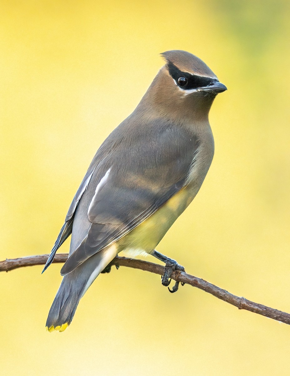 Кедровый свиристель - ML646705234