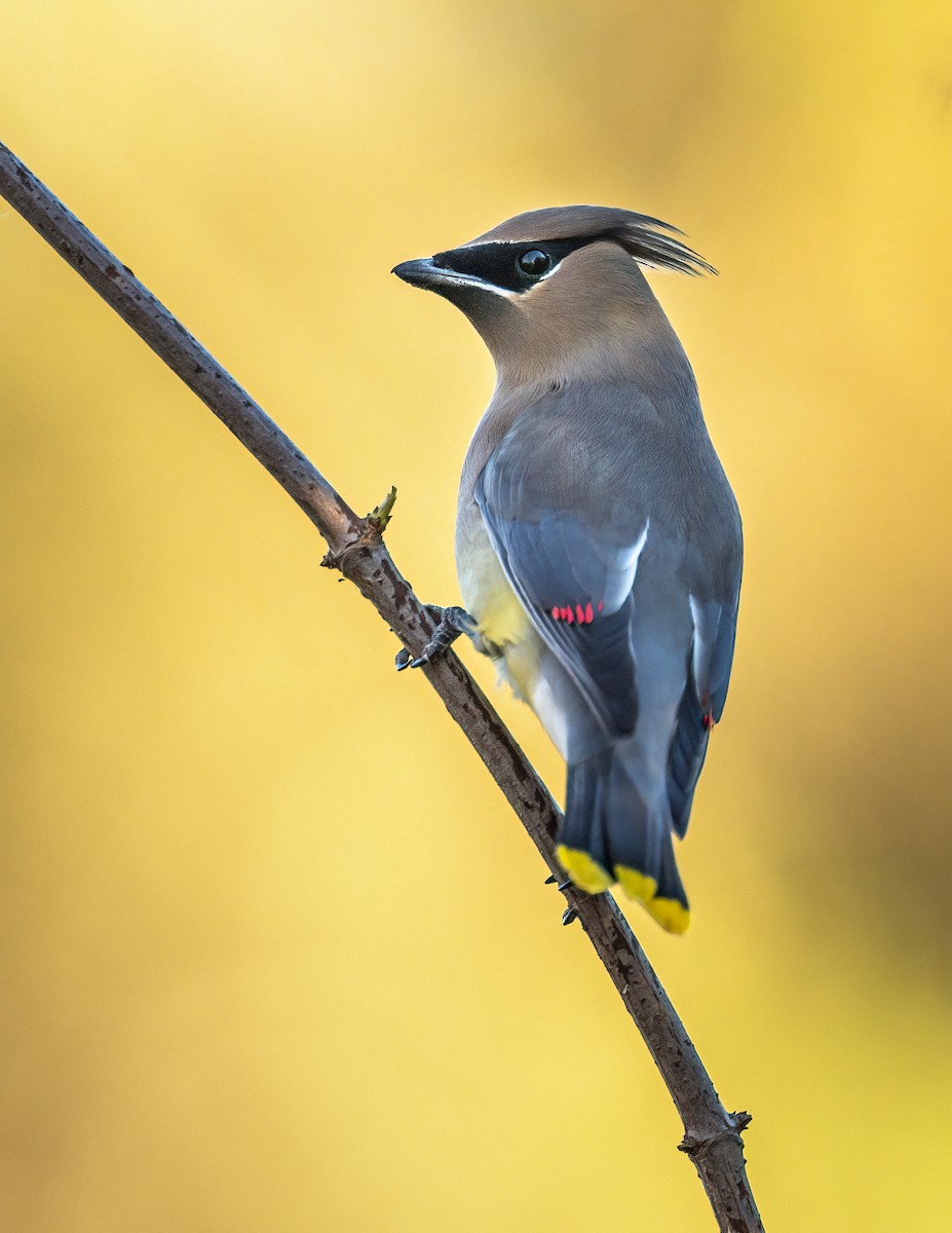 Кедровый свиристель - ML646705235