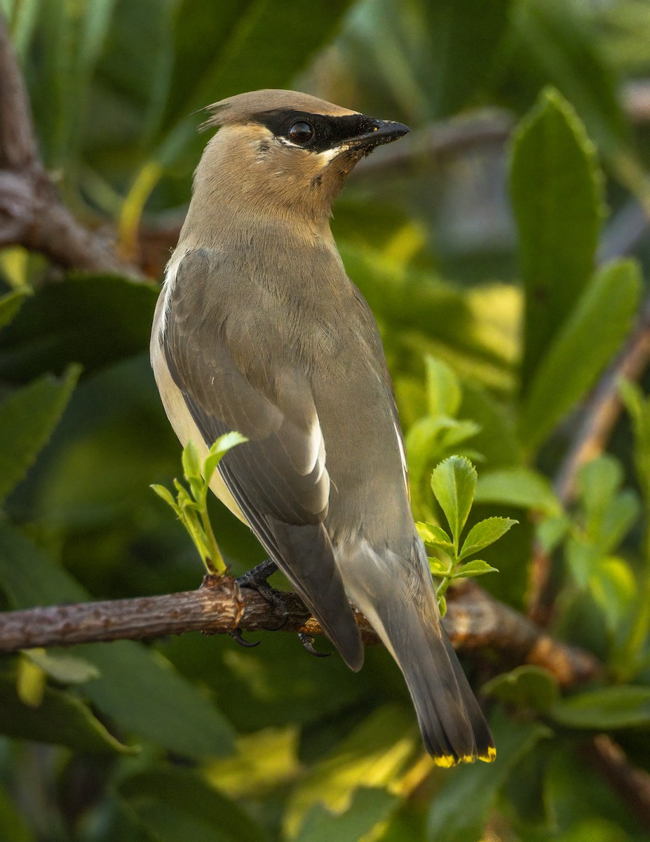 Кедровый свиристель - ML646705236