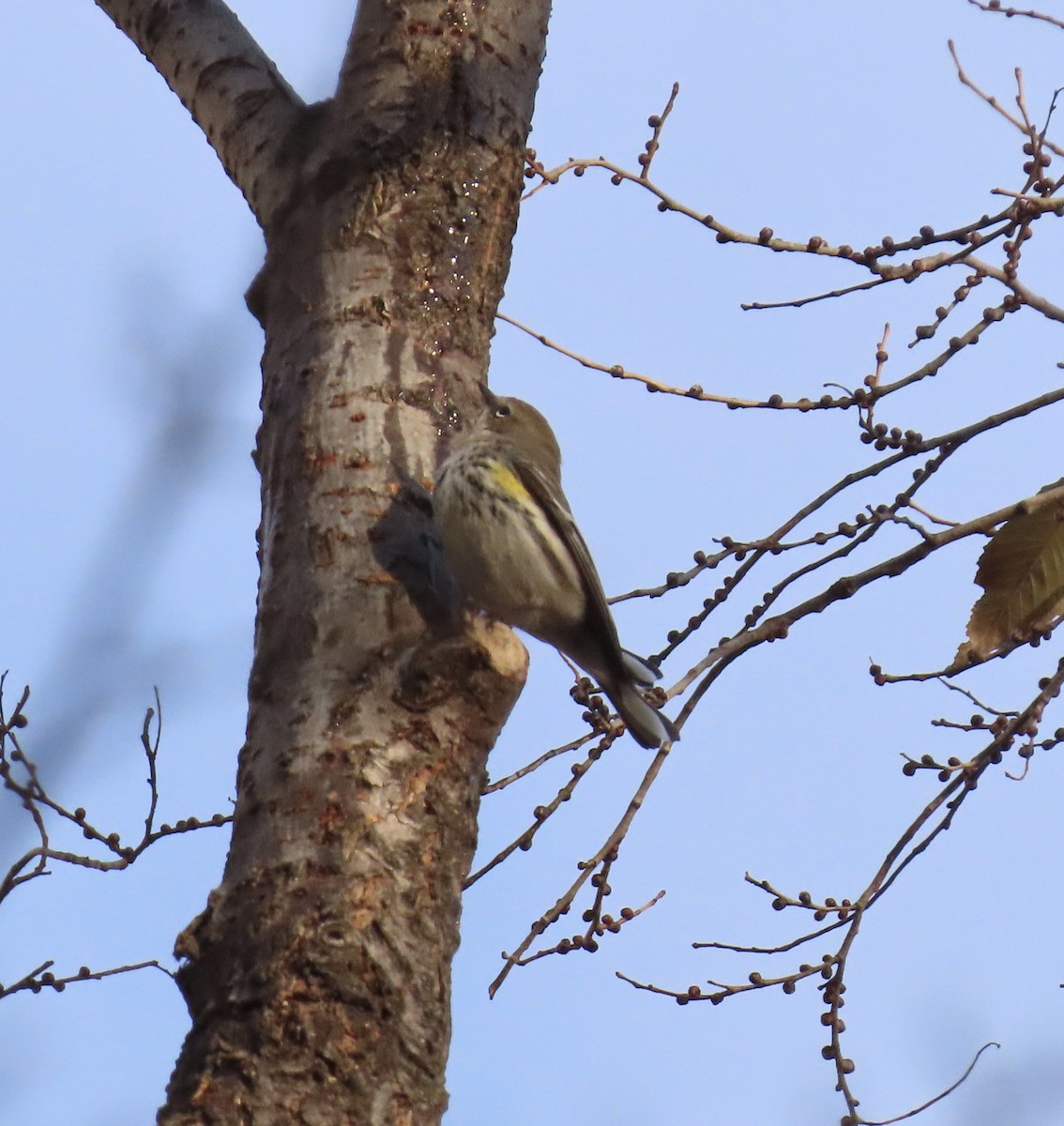 Yellow-rumped Warbler (Myrtle) - ML646705238