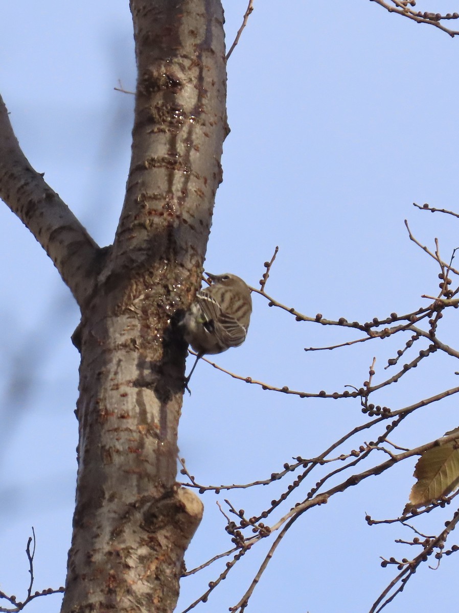 Yellow-rumped Warbler (Myrtle) - ML646705239