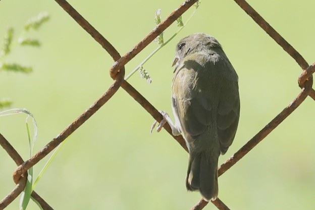 Black-faced Grassquit - ML646705242