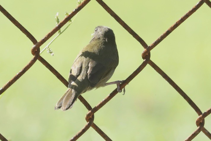 Black-faced Grassquit - ML646705243