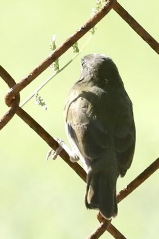 Black-faced Grassquit - ML646705244