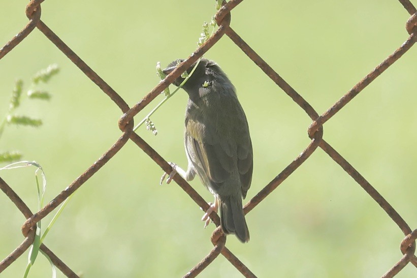 Black-faced Grassquit - ML646705245