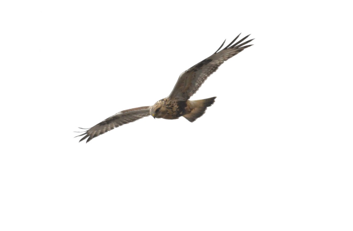 Rough-legged Hawk - ML646705246