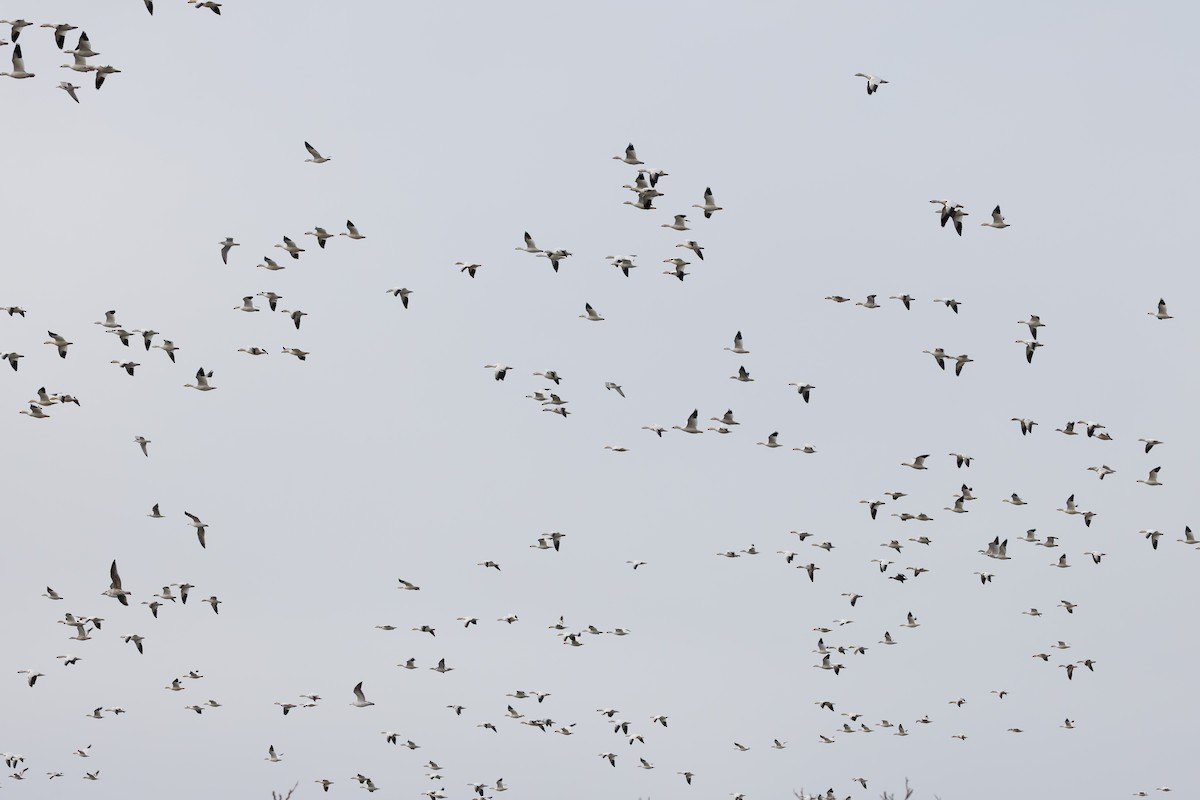 Snow Goose - ML646705247