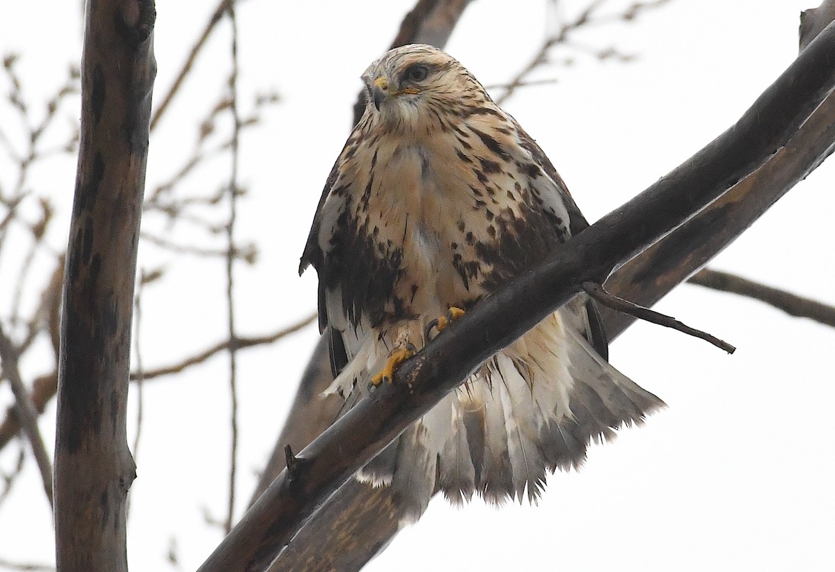Rough-legged Hawk - ML646705248
