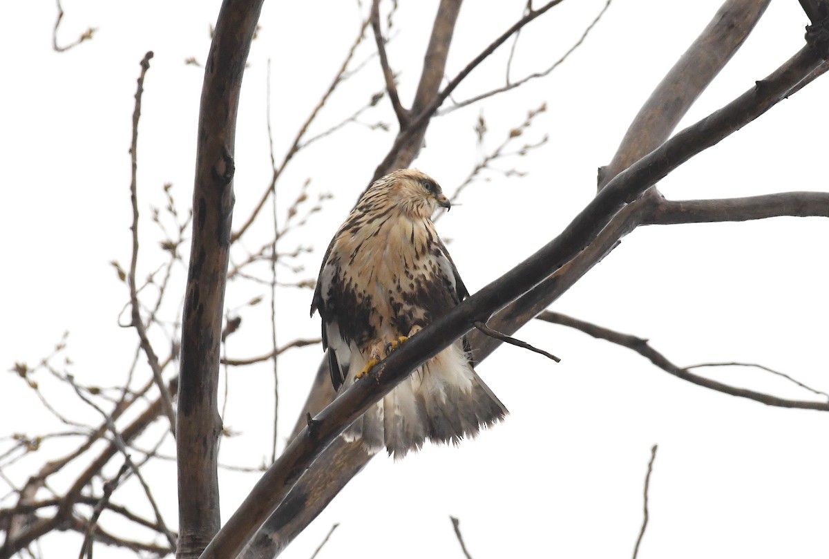 Rough-legged Hawk - ML646705249