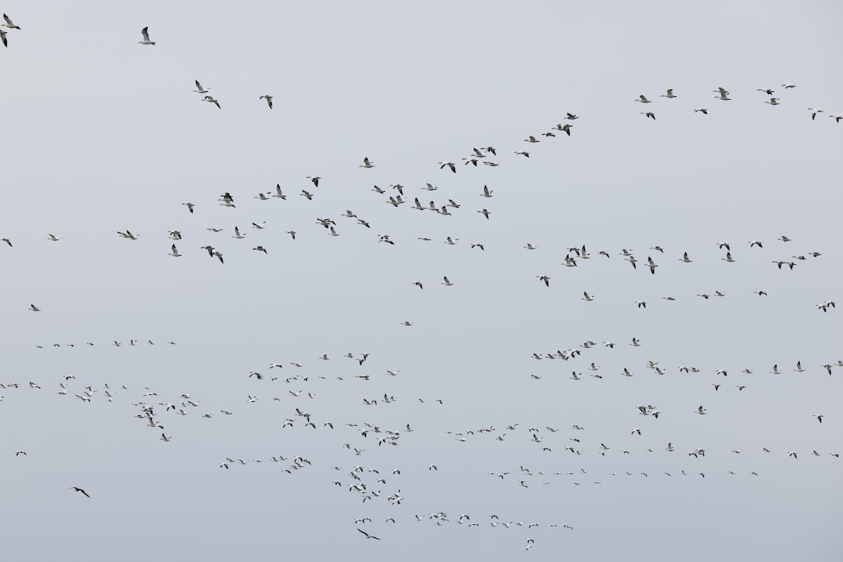 Snow Goose - ML646705251