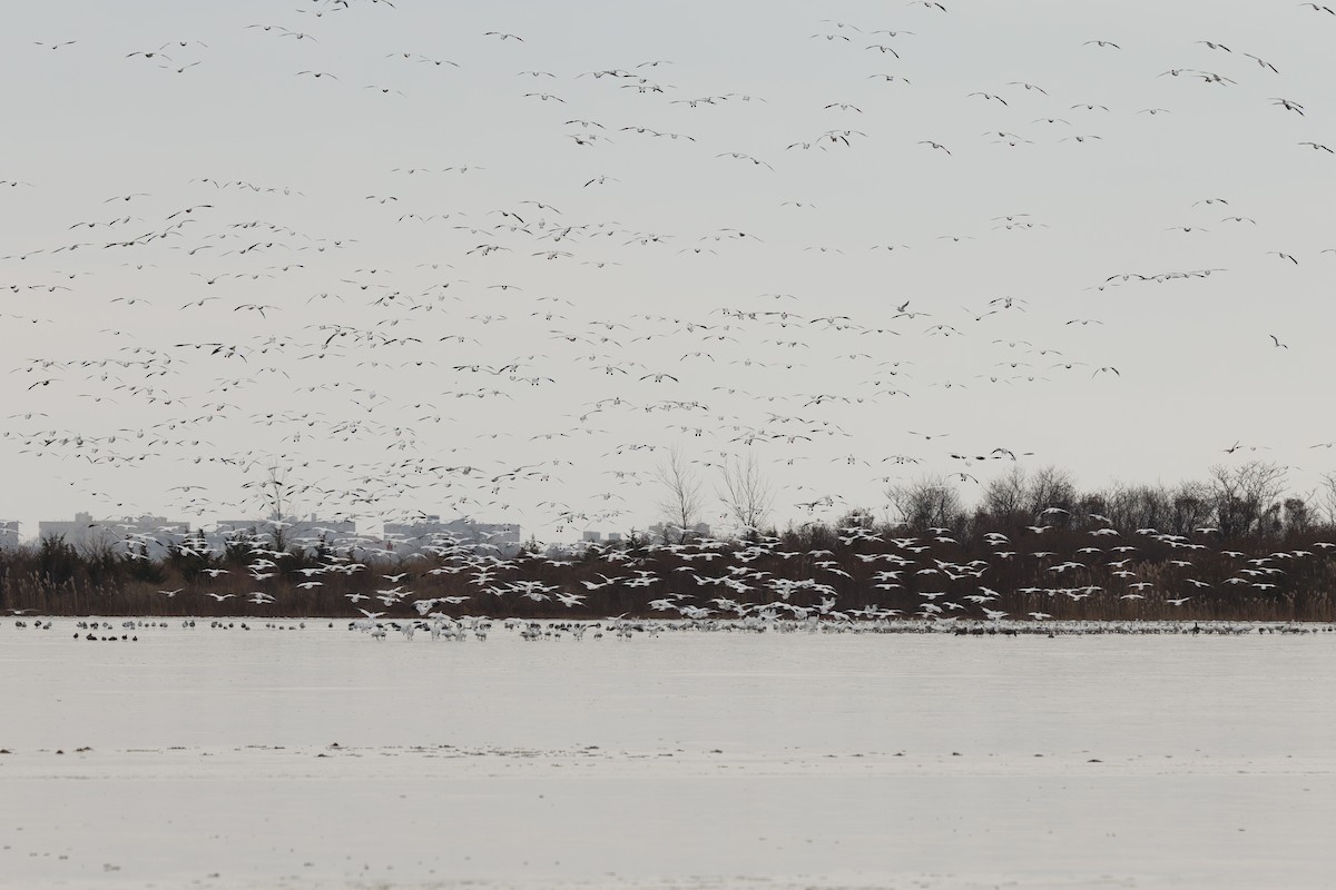 Snow Goose - ML646705252