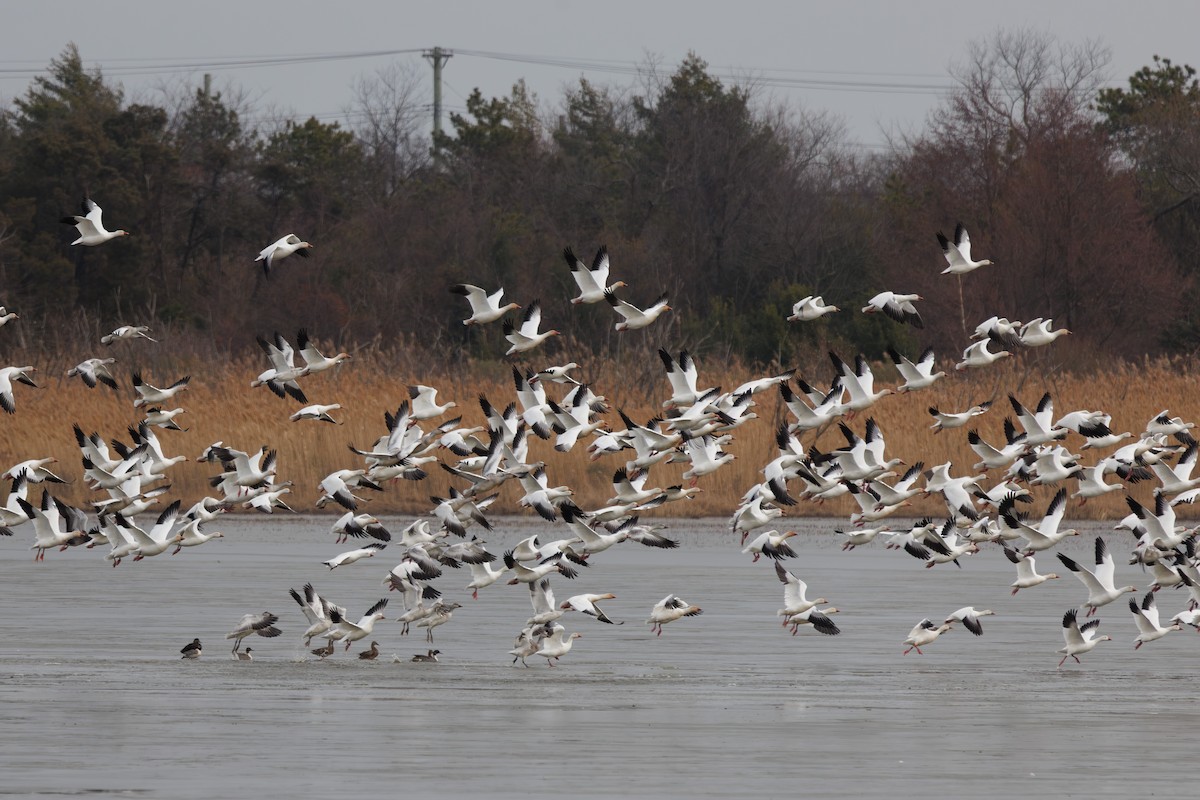 Snow Goose - ML646705253