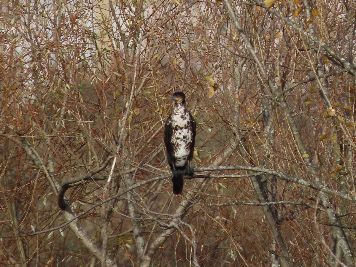 Great Cormorant - ML646705254