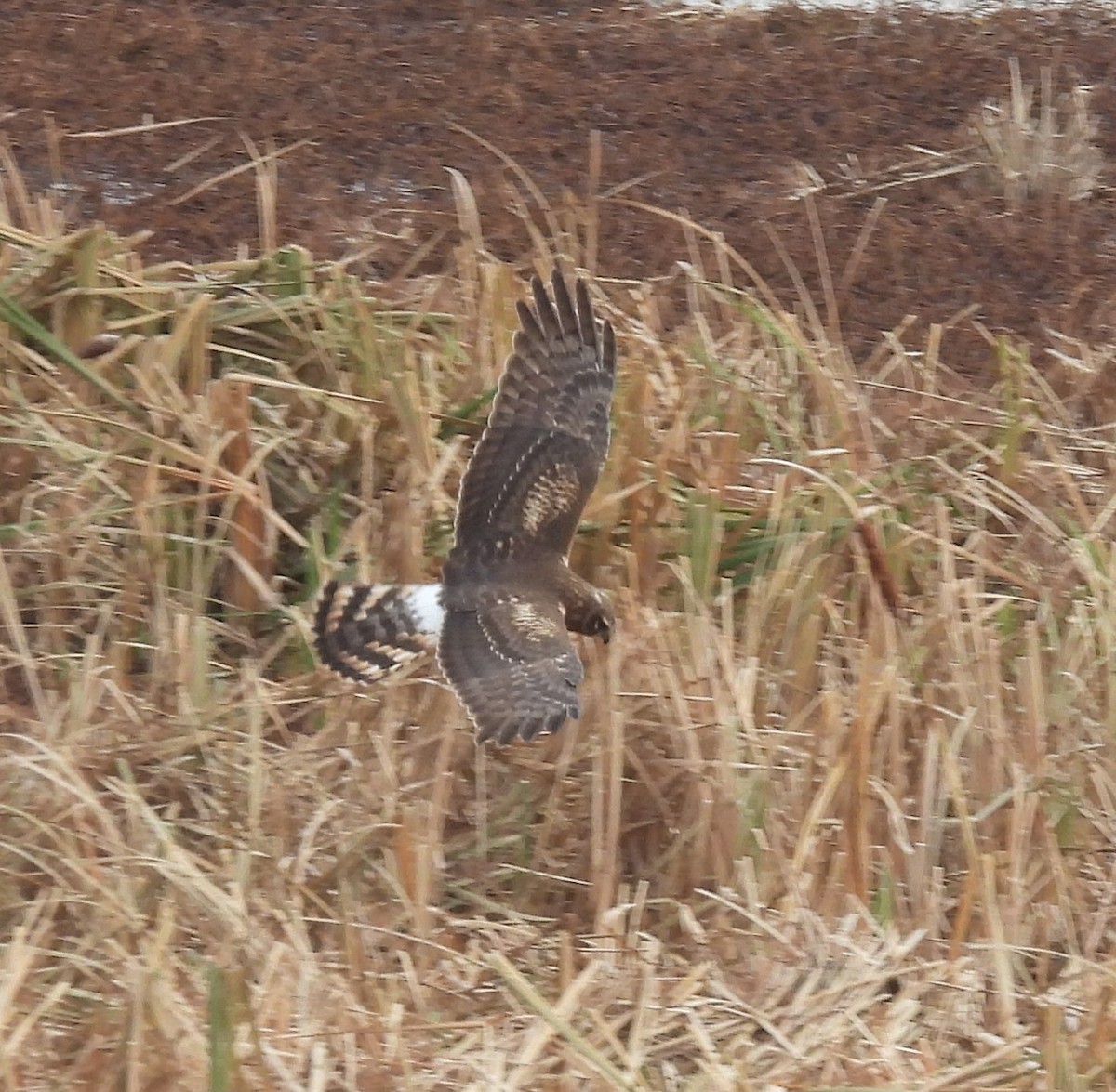 Northern Harrier - ML646705255