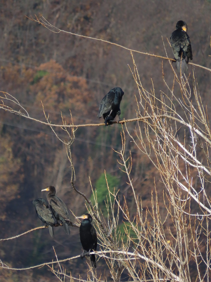 Great Cormorant - ML646705261