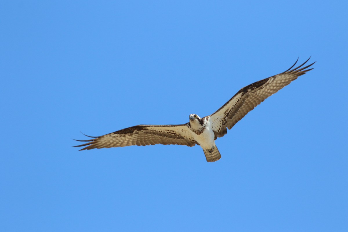 Загасч явлаг - ML646705265