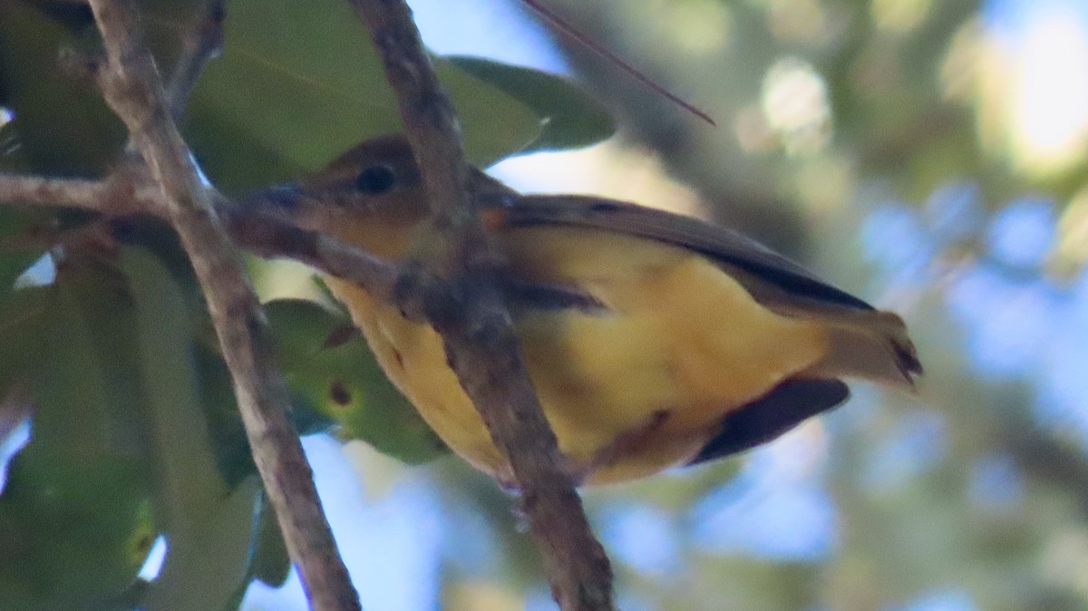 Piranga gorria - ML646705266