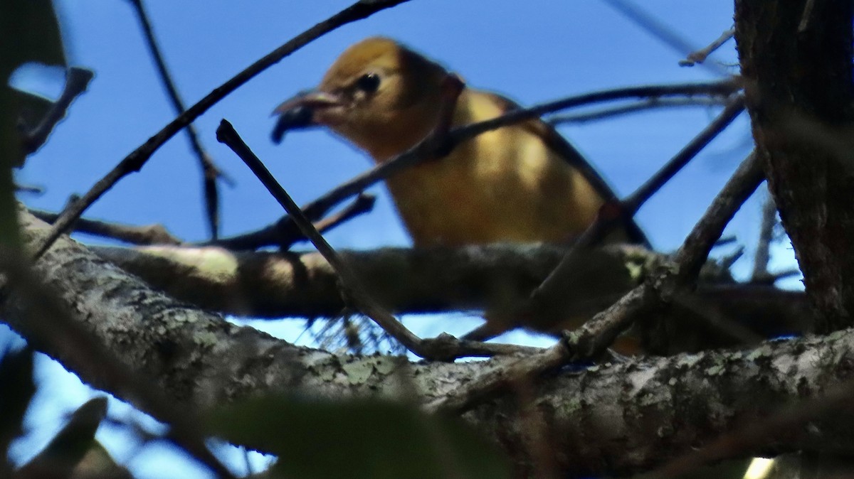 Piranga gorria - ML646705267