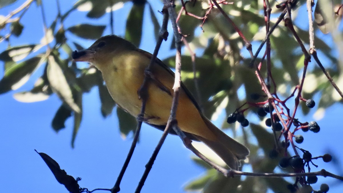 Piranga gorria - ML646705268