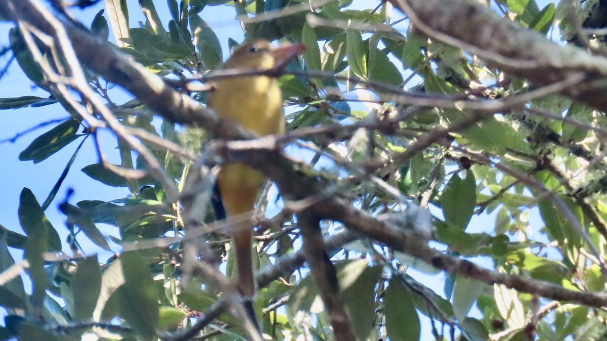 Piranga gorria - ML646705269